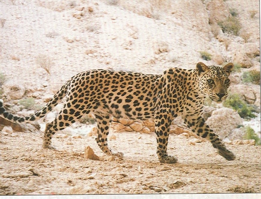 Report on the Arab tigers Sanid Organization for Nature Conservation